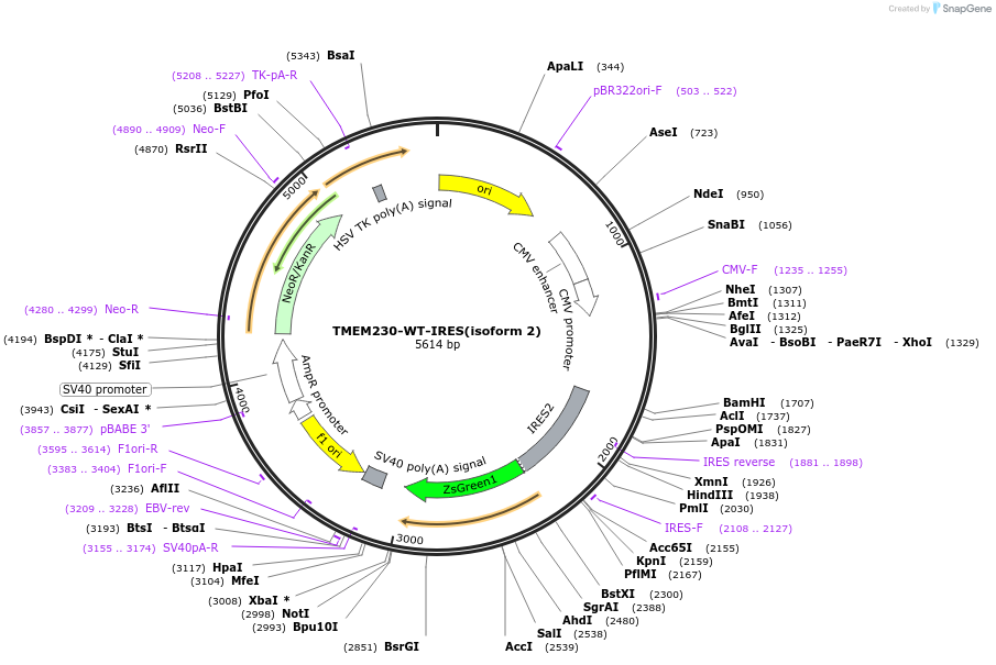 99564-plasmid-map-sequence-id-190784