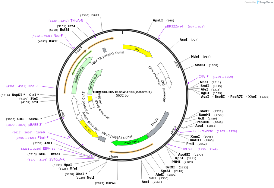 99566-plasmid-map-sequence-id-190801