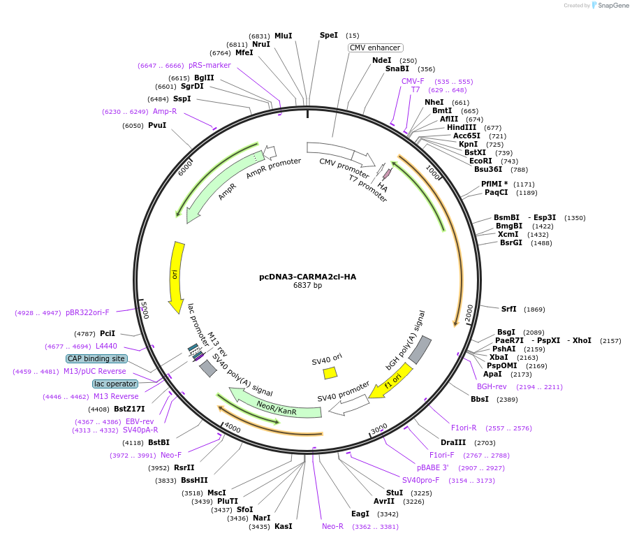 97195-plasmid-map-sequence-id-190802