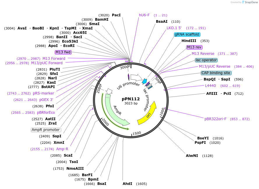 91639-plasmid-map-sequence-id-190824
