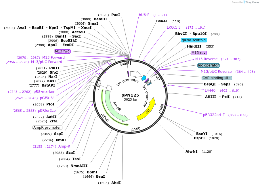 91650-plasmid-map-sequence-id-190825