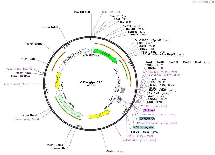 98703-plasmid-map-sequence-id-190839