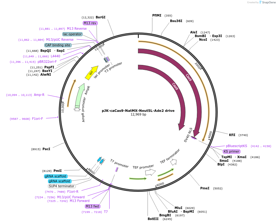 89577-plasmid-map-sequence-id-190841