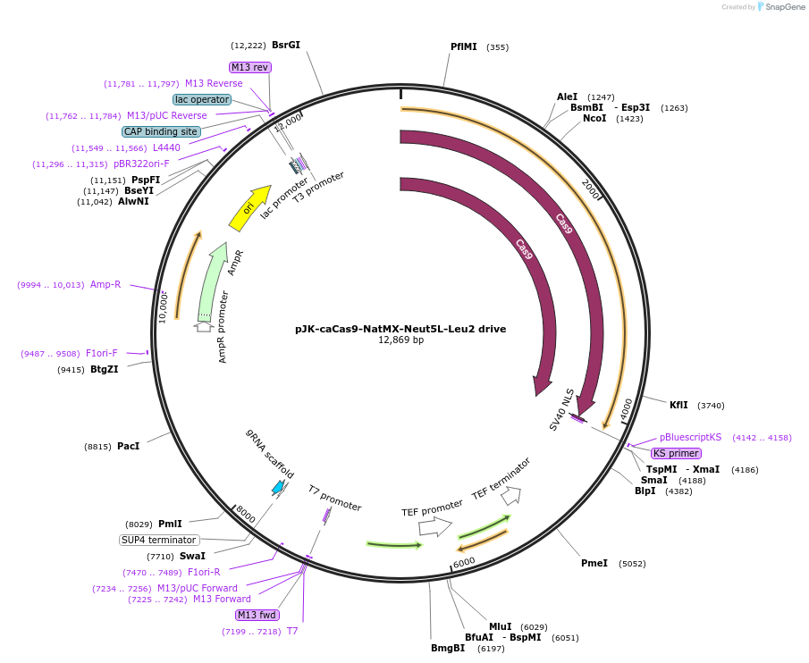 89578-plasmid-map-sequence-id-190843