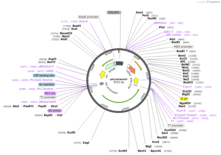1192-plasmid-map-sequence-id-190851