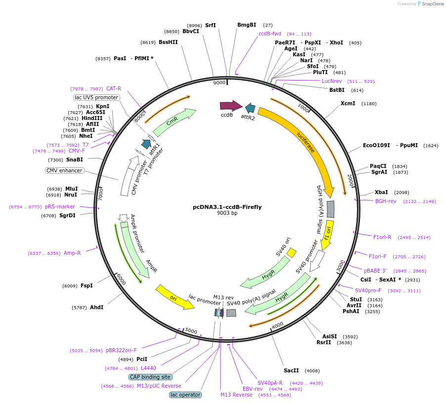 87066-plasmid-map-sequence-id-190852