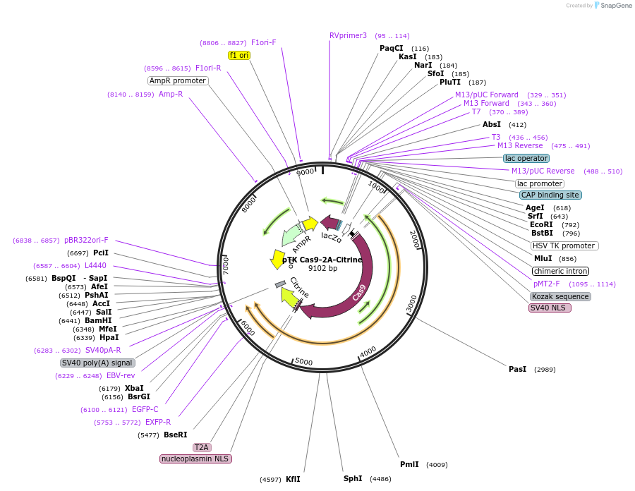 92393-plasmid-map-sequence-id-190866