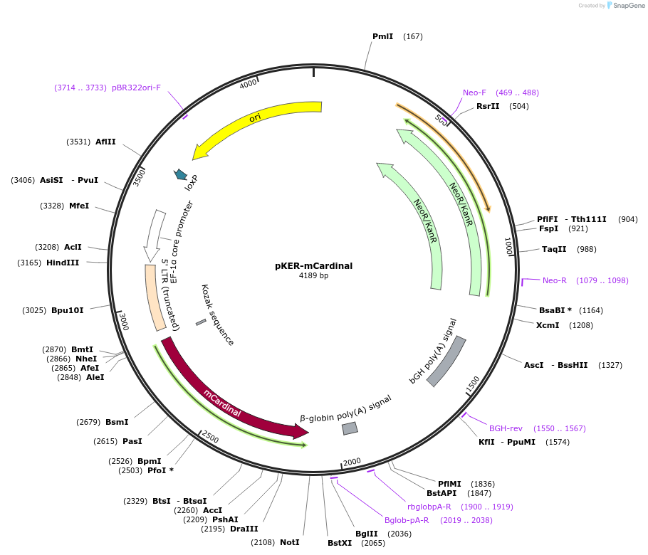 85976-plasmid-map-sequence-id-190869