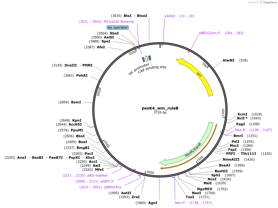 89675-plasmid-map-sequence-id-190871