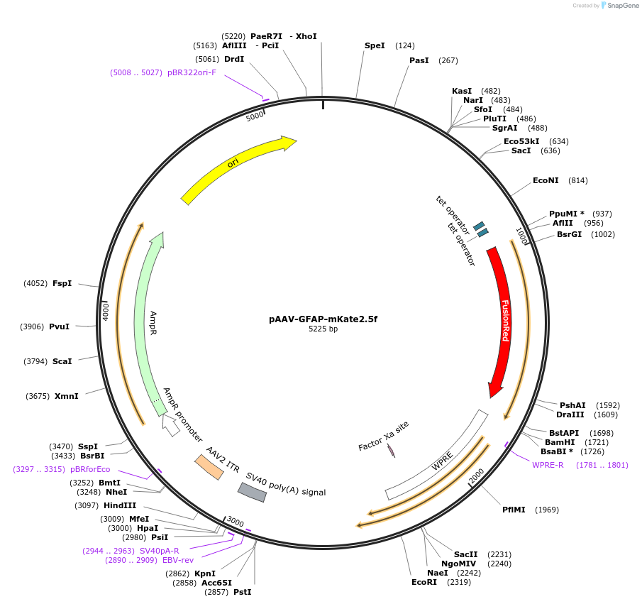 99129-plasmid-map-sequence-id-190875