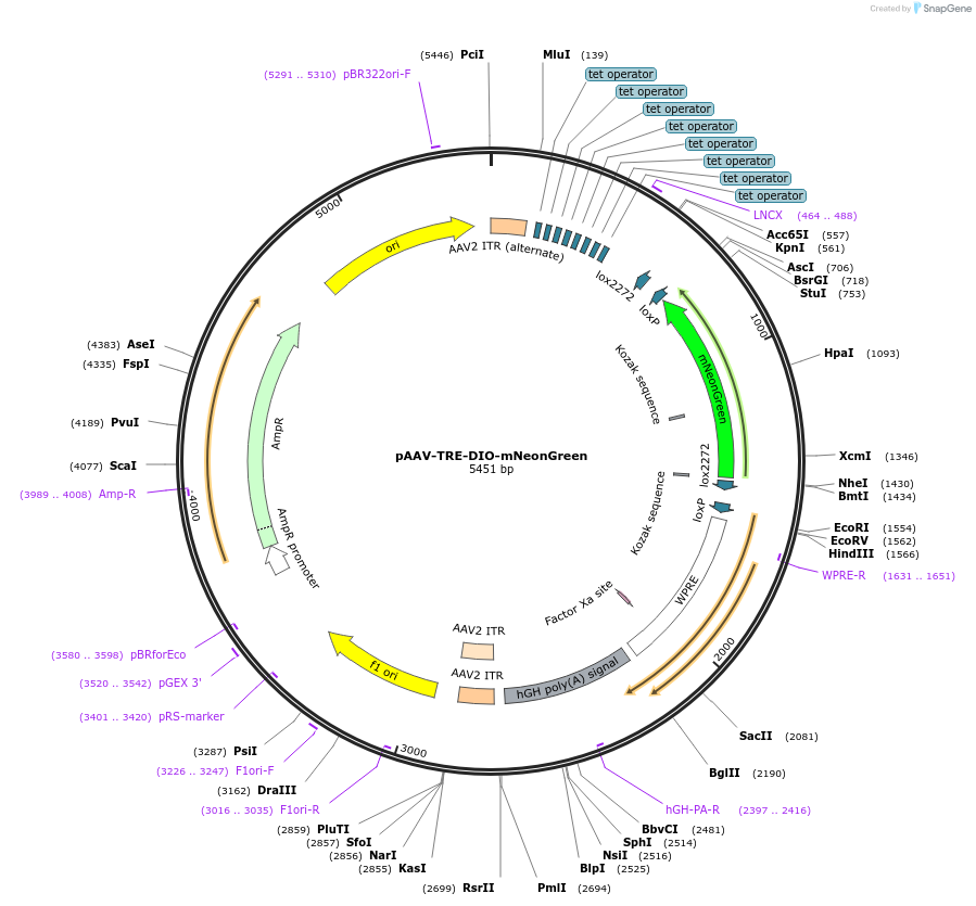 99132-plasmid-map-sequence-id-190885