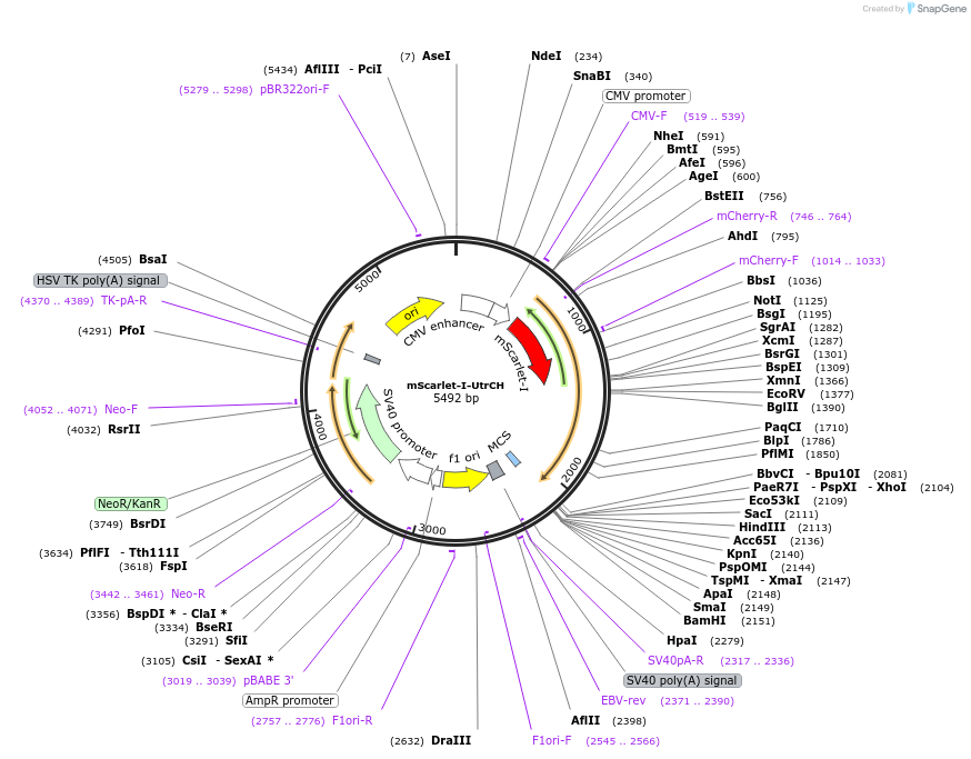 98823-plasmid-map-sequence-id-190901
