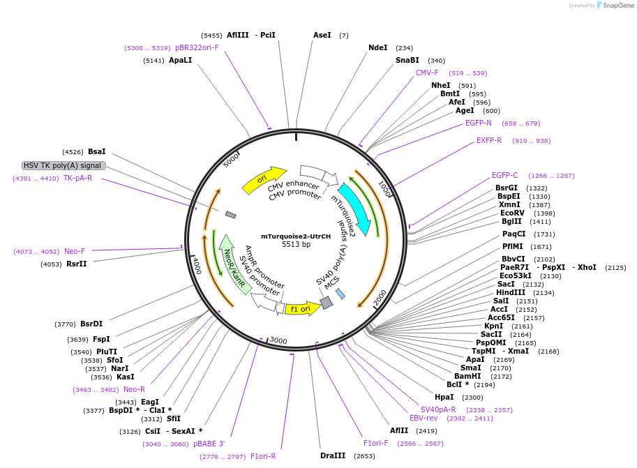 98824-plasmid-map-sequence-id-190903