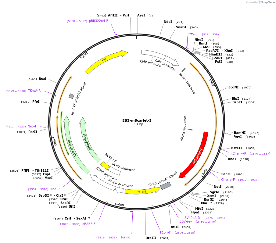 98826-plasmid-map-sequence-id-190905