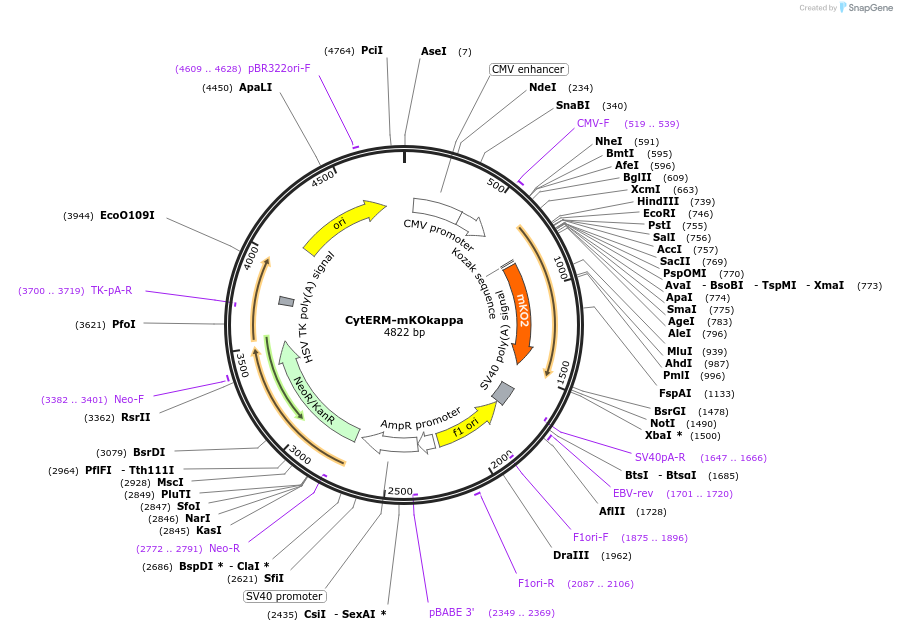 98832-plasmid-map-sequence-id-190910