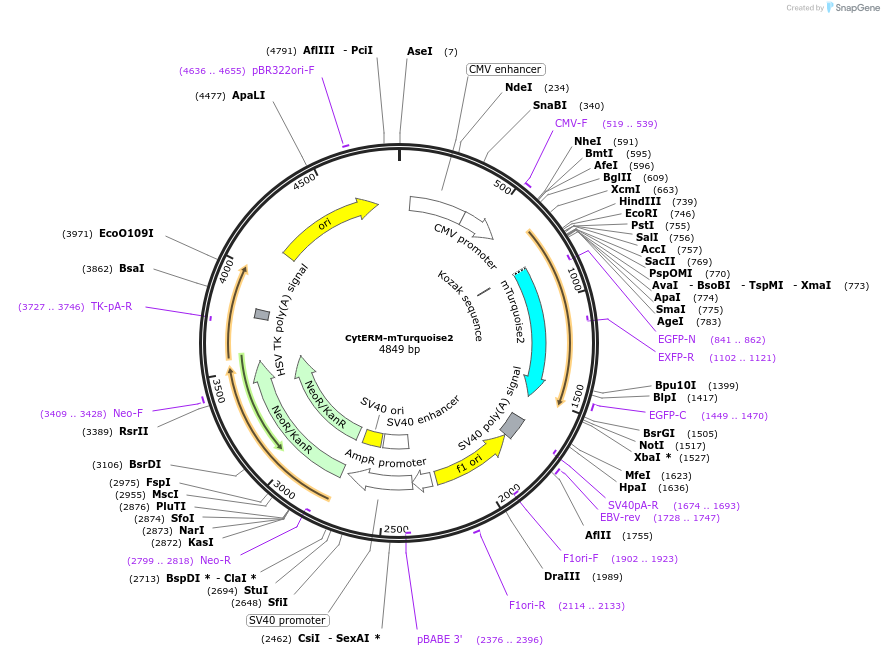 98833-plasmid-map-sequence-id-190911