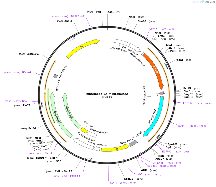 98837-plasmid-map-sequence-id-190918