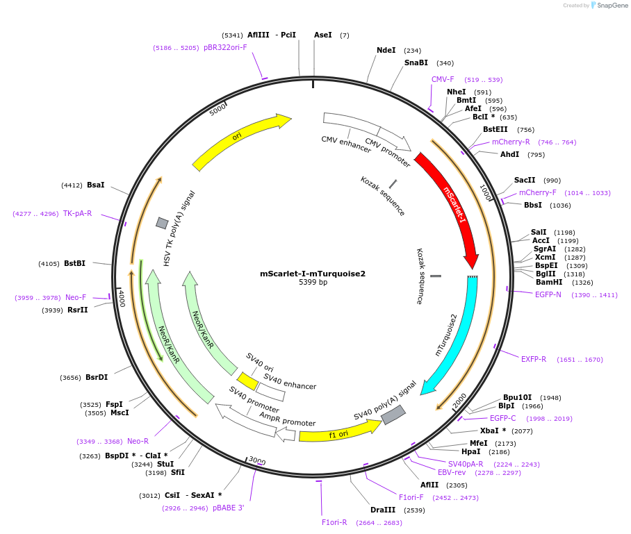 98839-plasmid-map-sequence-id-190920