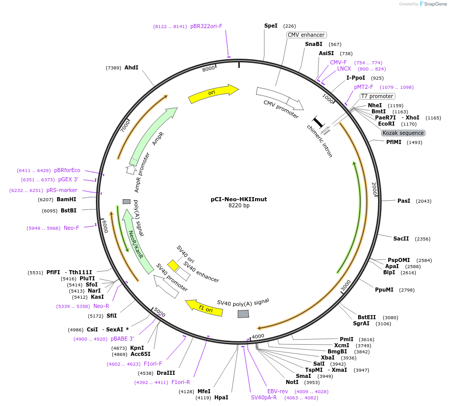 99240-plasmid-map-sequence-id-190926