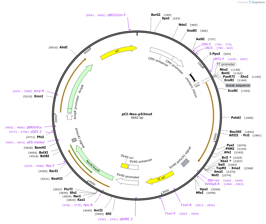 99239-plasmid-map-sequence-id-190929
