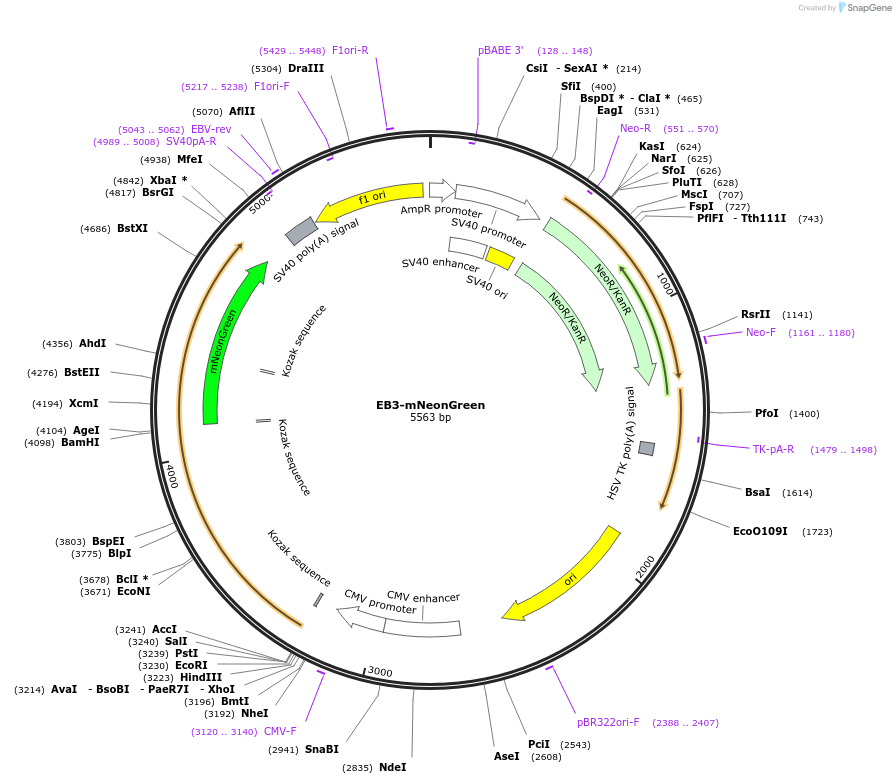 98881-plasmid-map-sequence-id-190942