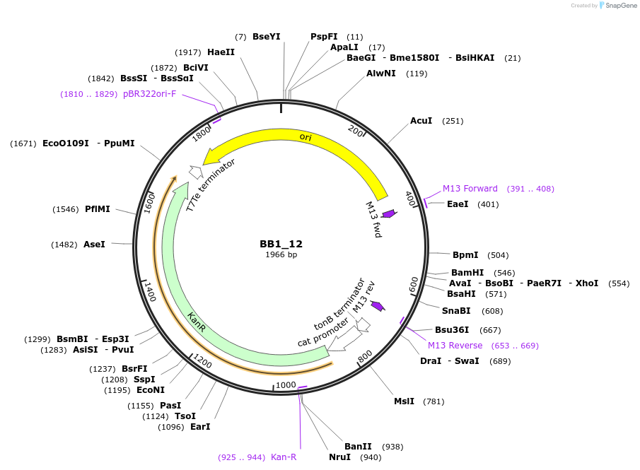 98495-plasmid-map-sequence-id-190955