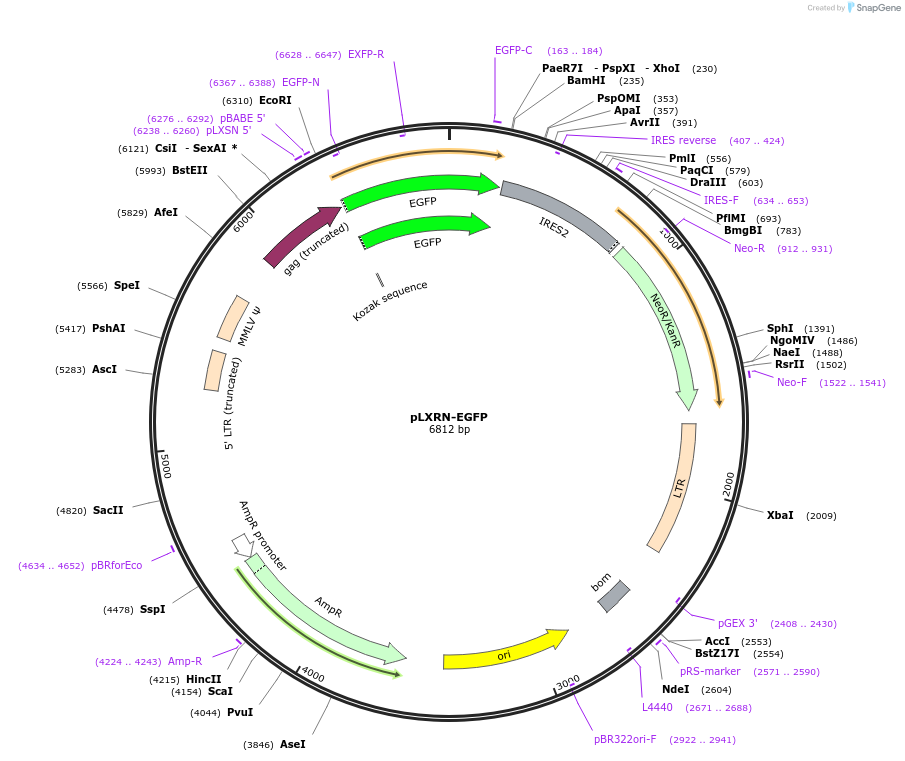 99207-plasmid-map-sequence-id-190957