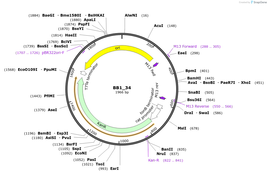 98497-plasmid-map-sequence-id-190958