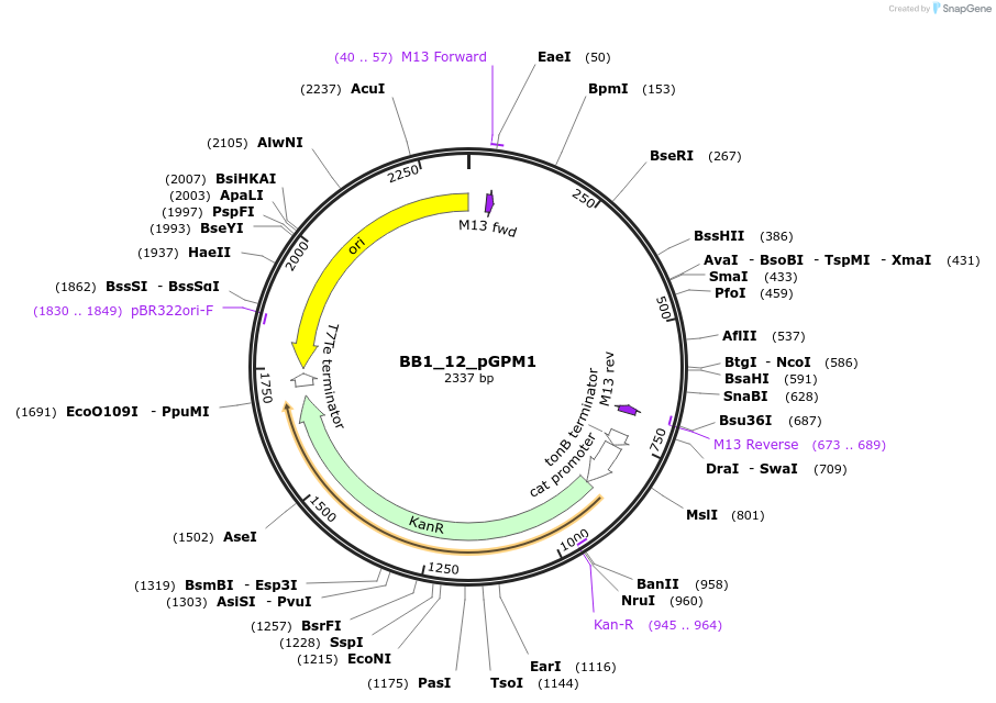 98499-plasmid-map-sequence-id-190960