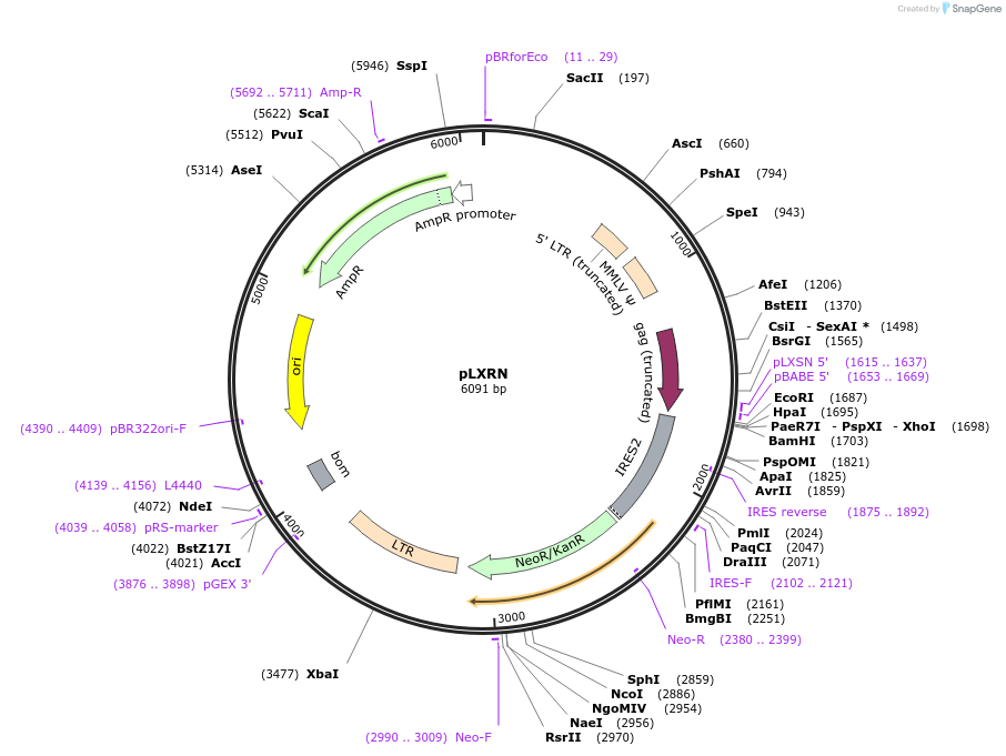 99206-plasmid-map-sequence-id-190981