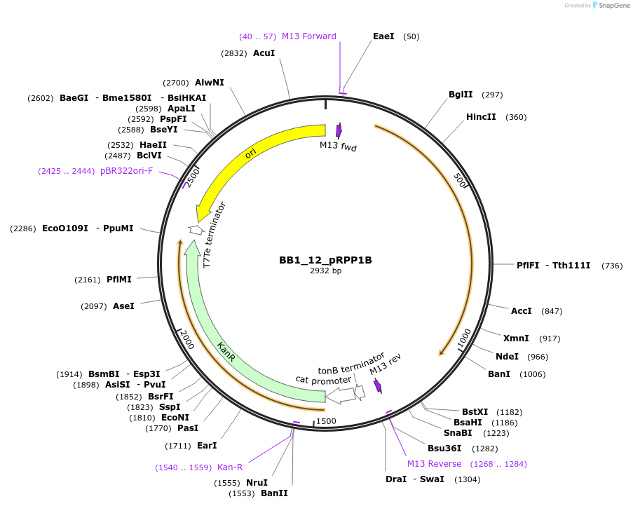 98500-plasmid-map-sequence-id-190983