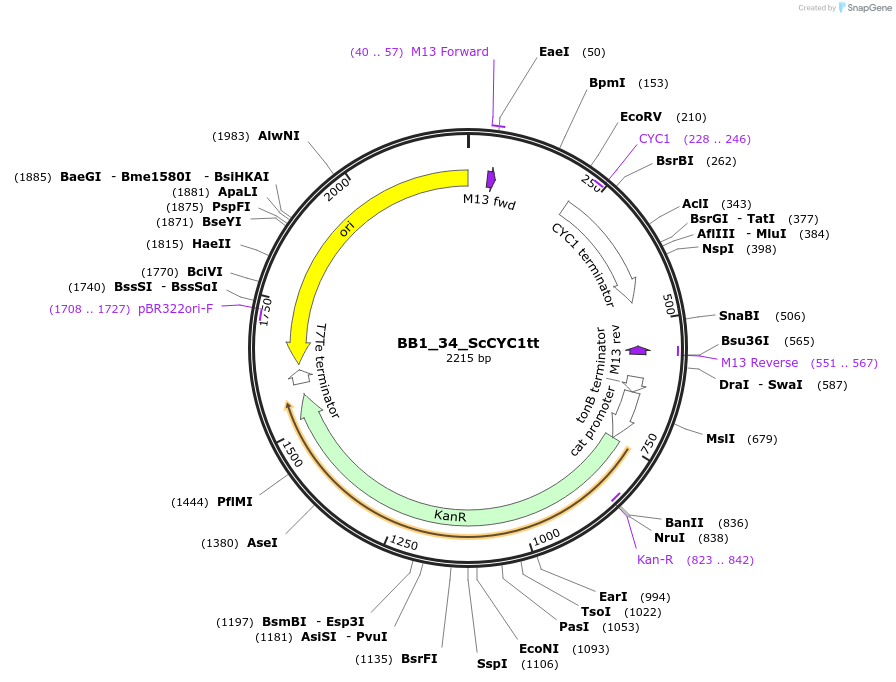 98519-plasmid-map-sequence-id-190986