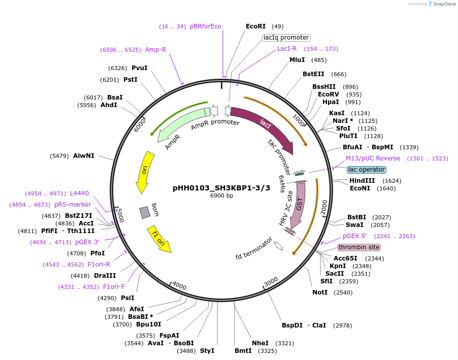 91250-plasmid-map-sequence-id-190988