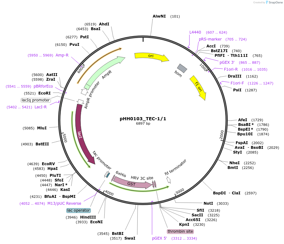 91252-plasmid-map-sequence-id-190991