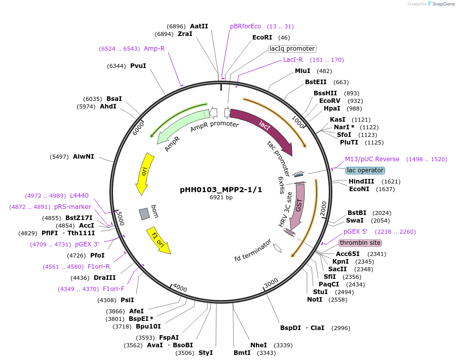 91255-plasmid-map-sequence-id-190998