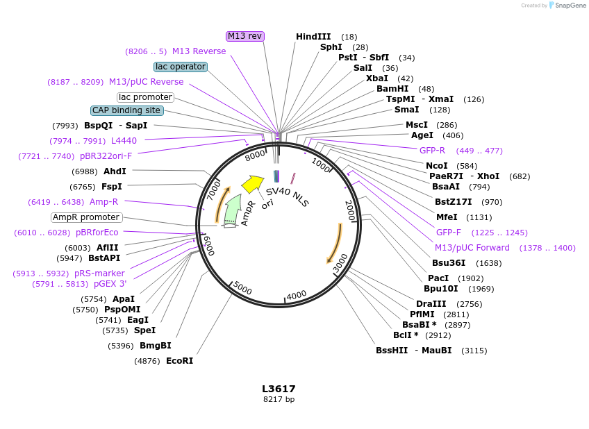 1581-plasmid-map-sequence-id-191