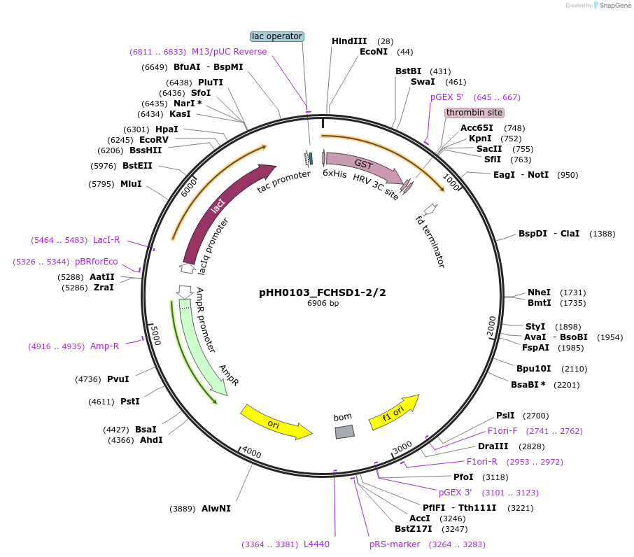 91258-plasmid-map-sequence-id-191003