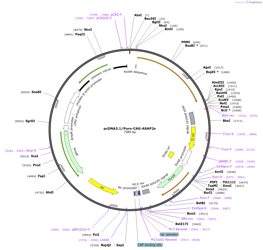 101274-plasmid-map-sequence-id-191004