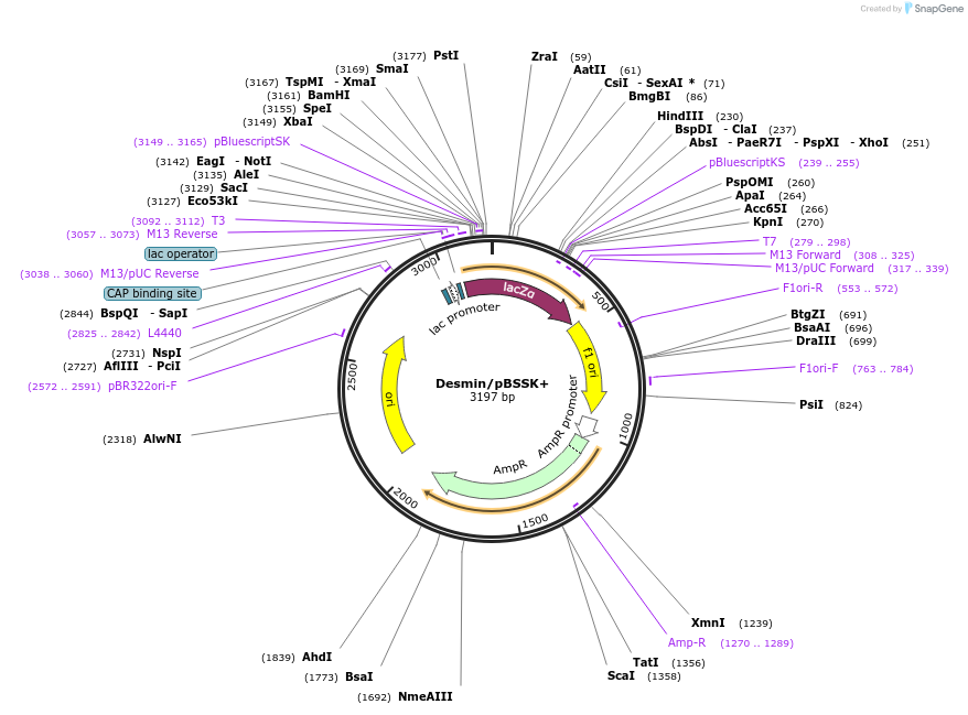 97207-plasmid-map-sequence-id-191009