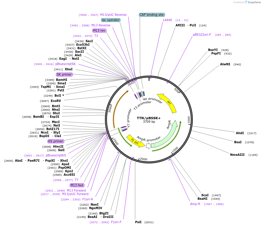 98124-plasmid-map-sequence-id-191011
