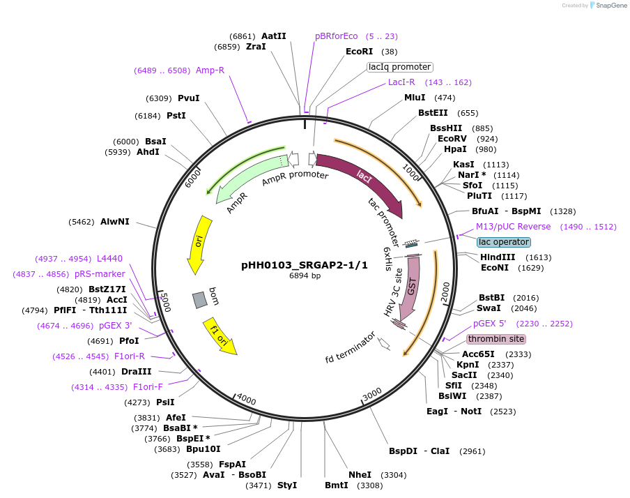 91263-plasmid-map-sequence-id-191017
