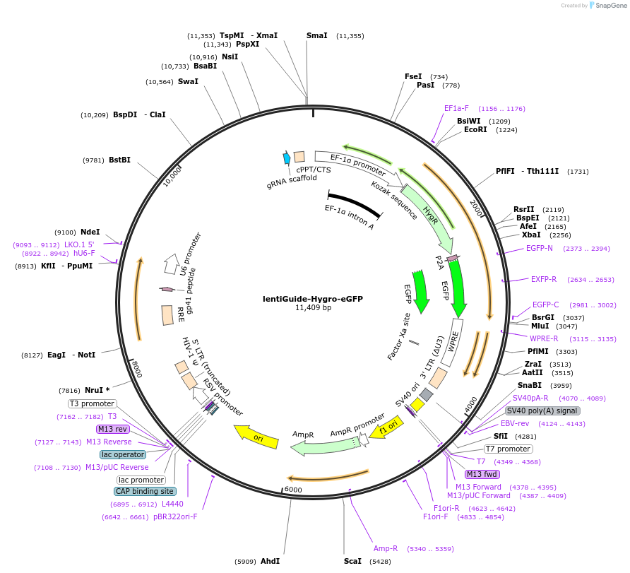 99375-plasmid-map-sequence-id-191025