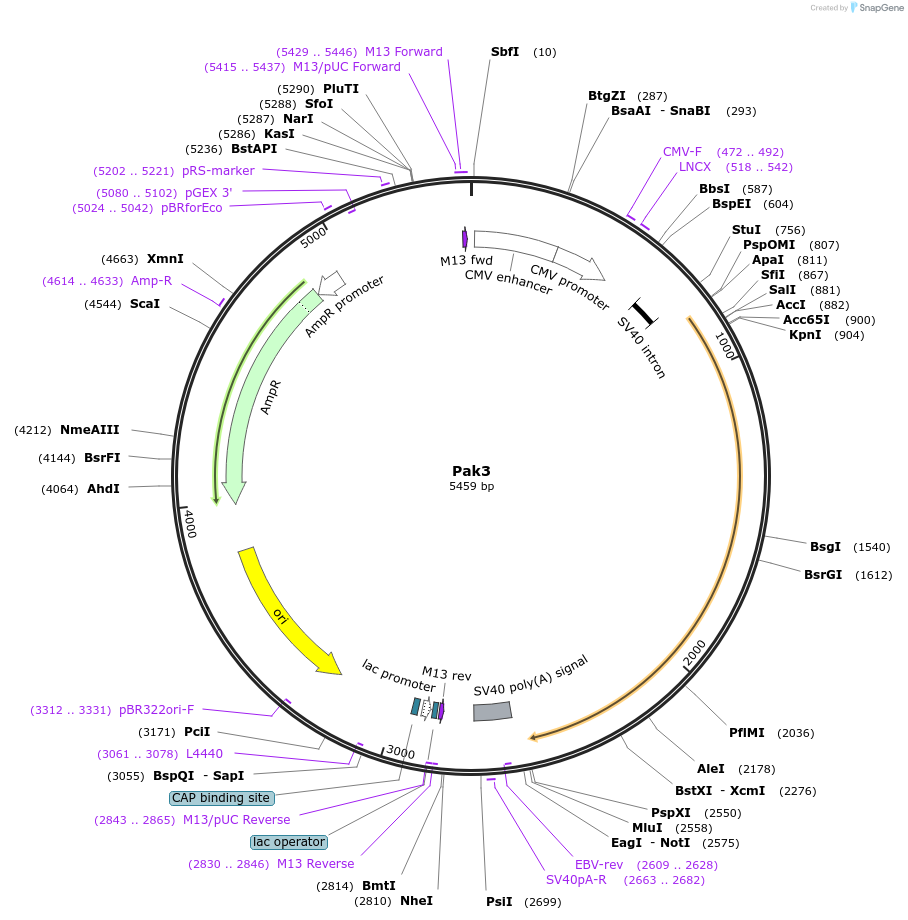 99510-plasmid-map-sequence-id-191026