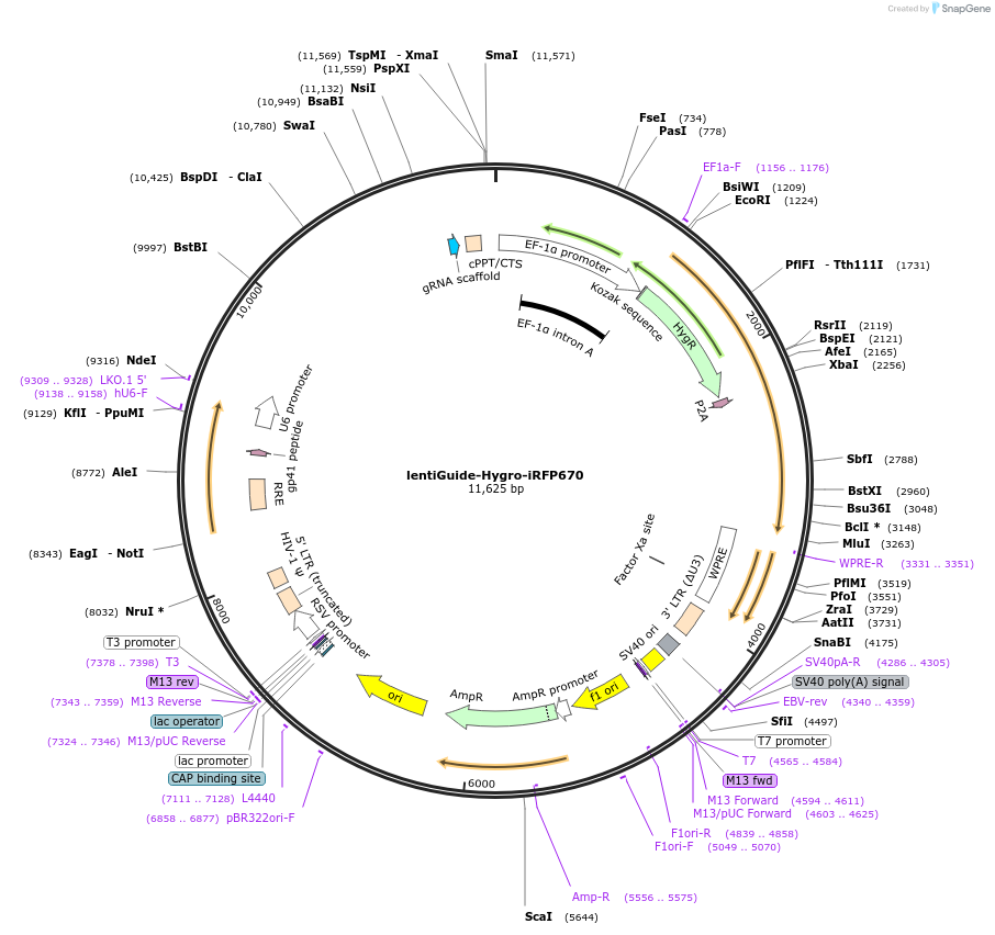99377-plasmid-map-sequence-id-191028