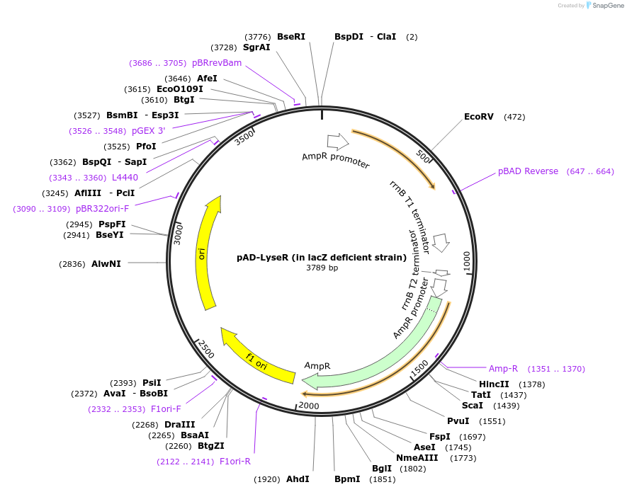 99245-plasmid-map-sequence-id-191039