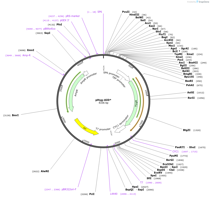 99515-plasmid-map-sequence-id-191042