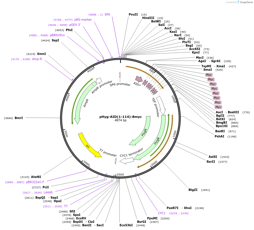 99516-plasmid-map-sequence-id-191043