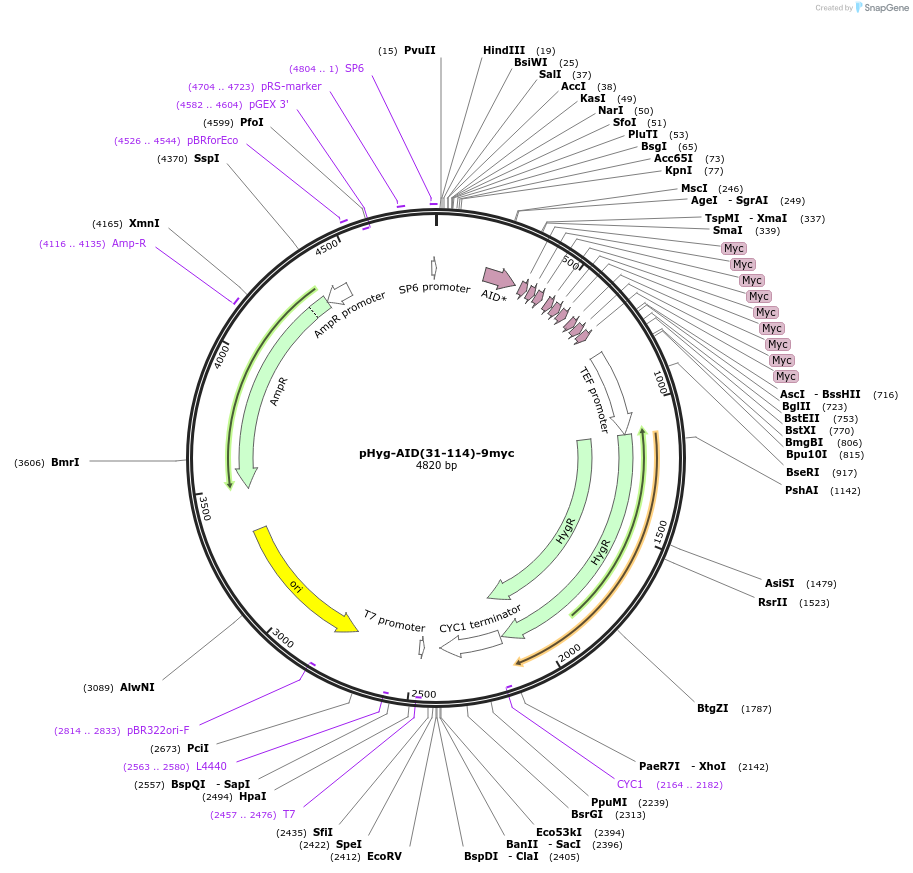99517-plasmid-map-sequence-id-191044