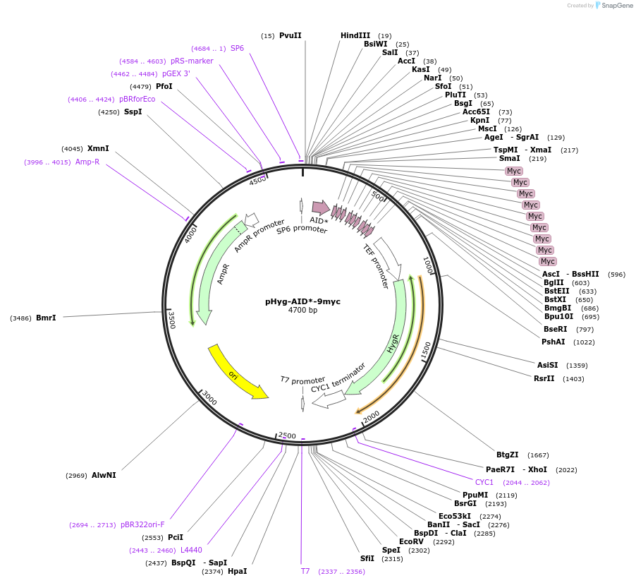 99518-plasmid-map-sequence-id-191045