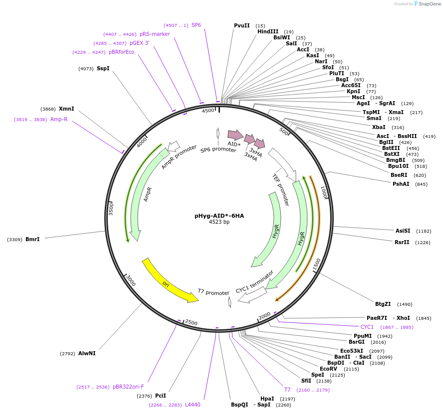 99520-plasmid-map-sequence-id-191049